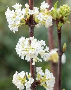 Mon Jardin & Ma Maison 788 VIORNE FARRERI CANDIDISSIMUM