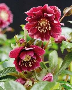 Mon Jardin & Ma Maison 788 HELLÉBORE ORIENTAL 'DOUBLE ELLEN' ROUGE