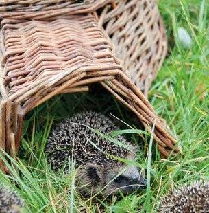 Mon Jardin & Ma Maison 788 EN BREF, CE MOIS-CI…