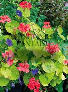 Mon Jardin & Ma Maison 789 LES PÉLARGONIUMS FANTAISIE