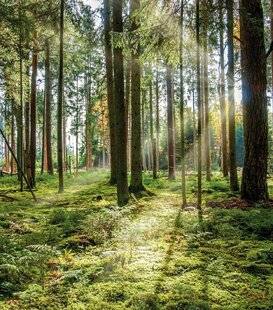 Mon Jardin & Ma Maison 789 L'ÉVEIL DE LA NATURE