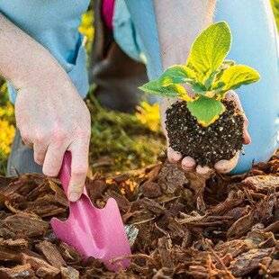 Mon Jardin & Ma Maison 789 PLANTEZ LES BISANNUELLES
