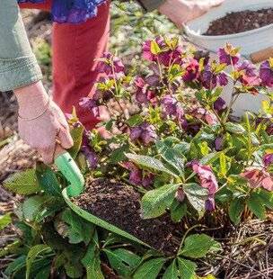 Mon Jardin & Ma Maison 789 NOURRISSEZ L'HELLÉBORE
