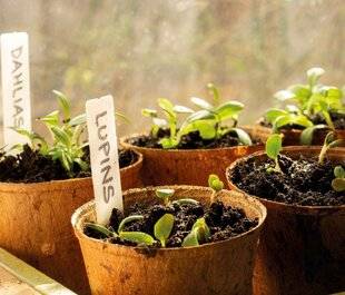 Mon Jardin & Ma Maison 789 C'EST PARTI POUR LES SEMIS !