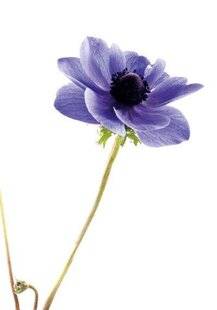 Mon Jardin & Ma Maison 789 LA MAGIE DES ANÉMONES