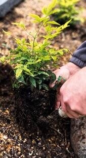 Mon Jardin & Ma Maison 789 LE BOOM DES PERSISTANTS