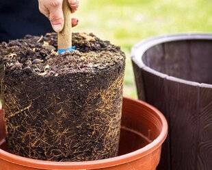 Mon Jardin & Ma Maison 789 REMPOTEZ LES AGRUMES