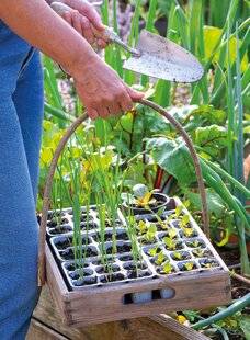 Mon Jardin & Ma Maison 789 AU PRINTEMPS SE SÈME L'ÉTÉ