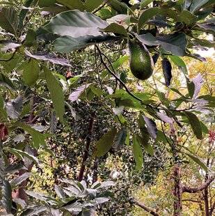 Mon Jardin & Ma Maison 789 L'AVOCATIER NÉ D'UN NOYAU RAPPORTÉ DU CONGO PAR MA COUSINE DONNE SES PREMIERS FRUITS. FAUT-IL LES CUEILLIR OU A ENDRE QU'ILS TOMBENT POUR QU'ILS SOIENT À POINT ?