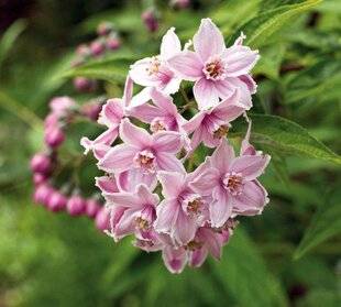 Mon Jardin & Ma Maison 789 MON DEUTZIA EST TOUT DÉGARNI À LA BASE.  EST-IL POSSIBLE DE LE RÉGÉNÉRER ?