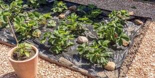 Mon Jardin & Ma Maison 789 AVEZ-VOUS UNE ASTUCE POUR RÉCHAUFFER LE SOL DE MON POTAGER PLUS TÔT AU PRINTEMPS, AFIN DE SEMER PLUS VITE ?