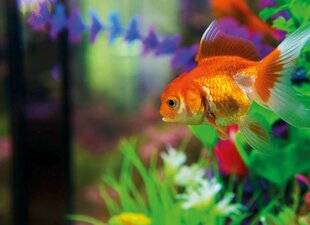 Mon Jardin & Ma Maison 789 DANS MON AQUARIUM À POISSONS ROUGES, EXPOSÉ AU SOLEIL DANS LE SUD, UNE ALGUE VERTE FORME RÉGULIÈREMENT UNE SORTE DE PETITE MOQUETTE. EST-CE NORMAL ?