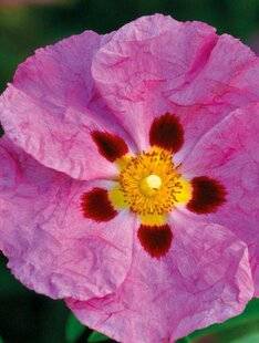 Mon Jardin & Ma Maison 789 MES CISTES NE FLEURISSENT PAS, ALORS QU'ILS POUSSENT BEAUCOUP.  LEUR MANQUE-T-IL QUELQUE CHOSE ?