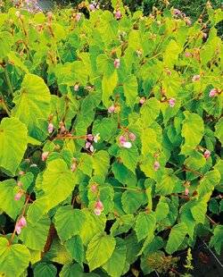 Mon Jardin & Ma Maison 789 BEGONIA GRANDIS 'MARIE-ANGE'