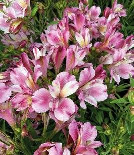 Mon Jardin & Ma Maison 790 DU BEAU, DU BON