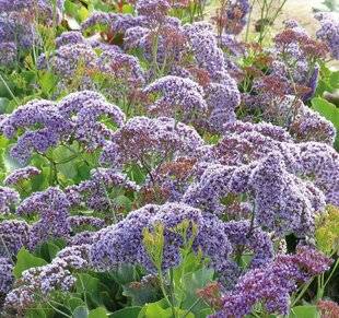 Mon Jardin & Ma Maison 790 LE TEMPS DES SEMIS