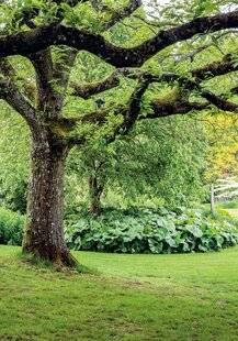 Mon Jardin & Ma Maison 790 L'ARBRE QUI CHANGE TOUT