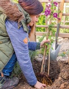 Mon Jardin & Ma Maison 790 ENVIE DE CLÉMATITES