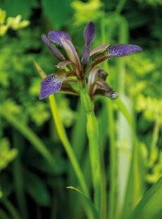 Mon Jardin & Ma Maison 790 DES IRIS POUR TOUTES LES SITUATIONS