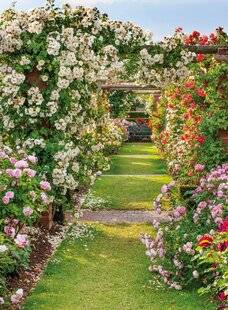 Mon Jardin & Ma Maison 790 PRENDRE SOIN DES ROSIERS