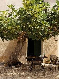 Mon Jardin & Ma Maison 790 MON FIGUIER PRODUIT BEAUCOUP DE PETITS FRUITS QUI TOMBENT AVANT MATURITÉ. QUE FAIRE ?