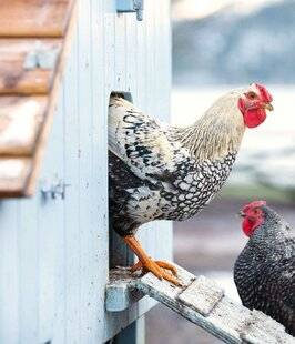Mon Jardin & Ma Maison 790 ADOPTER UNE POULE