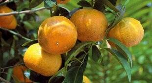 Mon Jardin & Ma Maison 790 MES ORANGERS SATSUMA, PLANTÉS IL Y A DEUX ANS, VÉGÈTENT ET POUSSENT PEU. LE SOL SEMBLE UN PEU ARGILEUX. QUE FAIRE ?