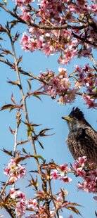 Mon Jardin & Ma Maison 790 À PEINE INSTALLÉ SUR MA TERRASSE EN HAUTEUR, MON CERISIER A PERDU TOUTES SES FLEURS. EST-CE UN PROBLÈME LIÉ AUX OISEAUX OU À LA PLANTATION ELLE-MÊME ? FAUT-IL DÉJÀ RENONCER À UNE RÉCOLTE CETTE ANNÉE ?