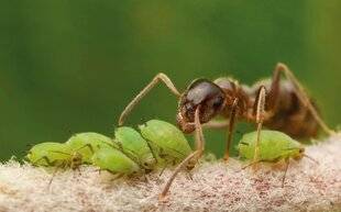 Mon Jardin & Ma Maison 790 DES FOURMIS ONT INSTALLÉ LEUR NID DANS MES PLANCHES DE SEMIS. EST-CE NÉFASTE POUR LE POTAGER OU FAUT-IL LES LAISSER FAIRE ?