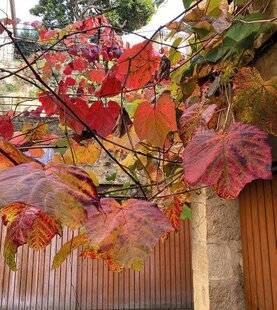 Mon Jardin & Ma Maison 790 QUELLE EST CETTE VIGNE AUX FEUILLES GÉANTES ET AUX COULEURS SPECTACULAIRES EN AUTOMNE ? ELLE SEMBLE NE PAS FRUCTIFIER.