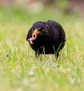Mon Jardin & Ma Maison 790 MALGRÉ LE TOURNIQUET FABRIQUÉ À PARTIR DE BOUTEILLES EN PLASTIQUE DESTINÉ À LES EFFAROUCHER, MON GAZON EST LITTÉRALEMENT LABOURÉ PAR LES MERLES.QUE FAIRE ?