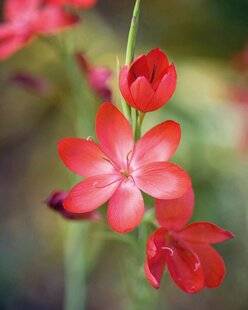 Mon Jardin & Ma Maison 790 LYS DES CAFRES
