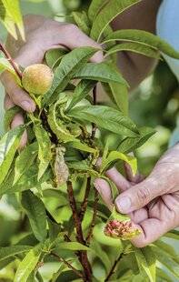 Mon Jardin & Ma Maison 791 OUVREZ L'ŒIL SUR LES ARBRES FRUITIERS
