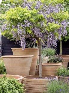 Mon Jardin & Ma Maison 791 MA GLYCINE, PLANTÉE EN POT SUR MA TERRASSE DEPUIS TROIS ANS, NE FLEURIT TOUJOURS PAS MALGRÉ DES APPORTS D'ENGRAIS POUR GÉRANIUMS CONSEILLÉS EN JARDINERIE. QUE FAIRE ?