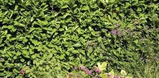 Mon Jardin & Ma Maison 791 J’HABITE EN BOURGOGNE ET JE SOUHAITE PLANTER UNE HAIE DE LAURIERS-SAUCE. EST-CE UN BON CHOIX POUR MA RÉGION, EST-IL ENVAHISSANT ET COMMENT FAIRE POUR QUE LA HAIE RESTE BIEN FOURNIE ? Sabine C., Sens (89)
