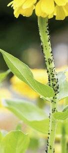 Mon Jardin & Ma Maison 791 POURQUOI LES FOURMIS SONT-ELLES SI PRÉSENTES AU JARDIN ET EST-IL VRAIMENT UTILE DE CHERCHER À LES ÉLIMINER ?