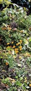 Mon Jardin & Ma Maison 791 POURQUOI LES COMPOSTEURS, SOUVENT CONTRAIGNANTS, SONT-ILS AUJOURD'HUI PLUS RECOMMANDÉS QUE LE SIMPLE TAS DE DÉCHETS VÉGÉTAUX AU JARDIN, POURTANT EFFICACE ?