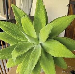 Mon Jardin & Ma Maison 791 LE FEUILLAGE DE MON AGAVE A ENUATA, RAPPORTÉ DE MADÈRE, EST COUVERT DE PONCTUATIONS CLAIRES, SANS RAVAGEURS VISIBLES. LE CŒUR RESTE SAIN ET UN REJET APPARAÎT À LA BASE.