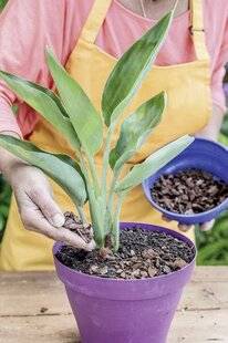 Mon Jardin & Ma Maison 791 MES PLANTES D'INTÉRIEUR ONT BEAUCOUP DE MOUCHES DE TERREAU, PARTICULIÈREMENT LORS DU REMPOTAGE. J'UTILISE DES NÉMATODES ET DES PIÈGES JAUNES, MAIS EXISTE-T-IL UN MOYEN DE PRÉVENIR CE E INVASION ?