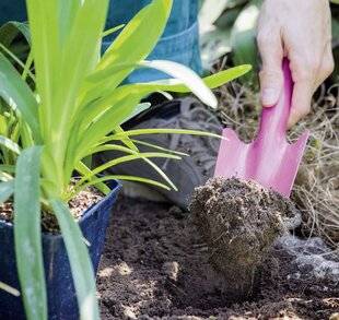 Mon Jardin & Ma Maison 792 PLANTER L'AGAPANTHE, SI FACILE