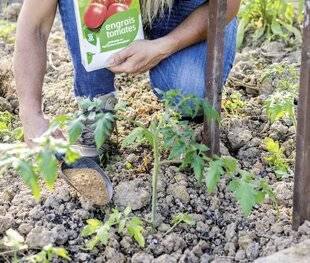 Mon Jardin & Ma Maison 792 TOMATES AU TAQUET