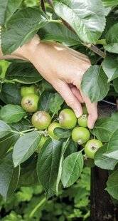 Mon Jardin & Ma Maison 792 DE LA QUALITÉ PLUTÔT QUE DE LA QUANTITÉ