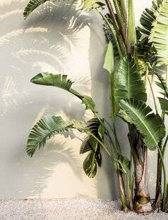 Mon Jardin & Ma Maison 792 SUR MA TERRASSE PARISIENNE ORIENTÉE À L'EST, J'AIMERAIS CULTIVER DES PLANTES TROPICALES COMME LE STRÉLITZIA GÉANT.EST-CE POSSIBLE ?