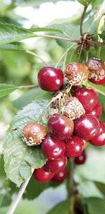 Mon Jardin & Ma Maison 792 MON CERISIER FLEURIT ABONDAMMENT ET PRODUIT DE BELLES CERISES, MAIS ELLES POURRISSENT TRÈS VITE SUR L'ARBRE. IL N'EST PAS TRAITÉ.