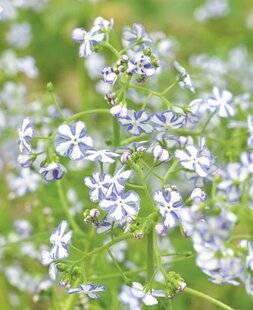 Mon Jardin & Ma Maison 792 BRUNNERA 'STARRY EYES'