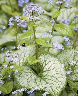 Mon Jardin & Ma Maison 792 BRUNNERA 'JACK FROST'