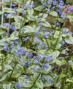 Mon Jardin & Ma Maison 792 BRUNNERA 'SILVER HEART'