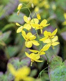 Mon Jardin & Ma Maison 792 EPIMEDIUM 'FROHNLEITEN'