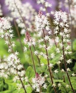 Mon Jardin & Ma Maison 792 TIARELLA CORDIFOLIA