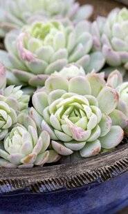 Mon Jardin & Ma Maison 793 LES SUCCULENTES, REINES DE LA DÉBROUILLE